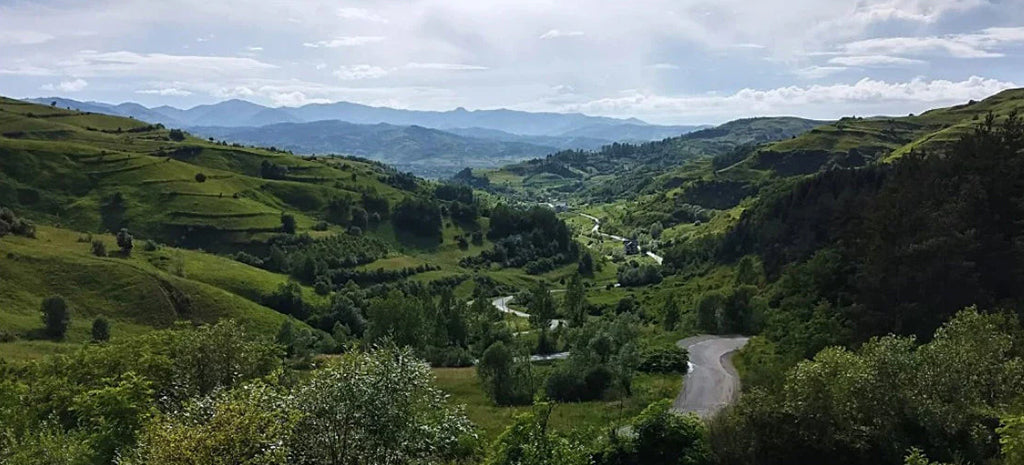 The story of the wooden classics